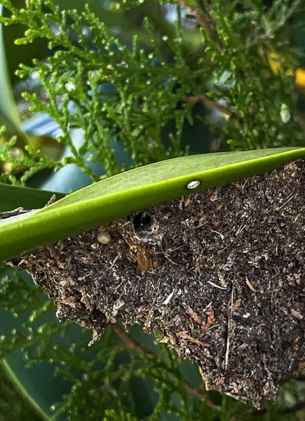 Ağaçlardaki siyah karıncalar ağaçtaki yuvalardır.