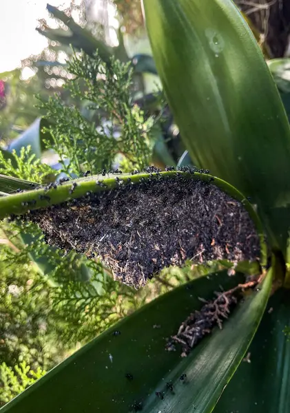 Ağaçlardaki siyah karıncalar ağaçtaki yuvalardır.