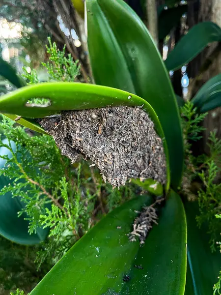 Ağaçlardaki siyah karıncalar ağaçtaki yuvalardır.