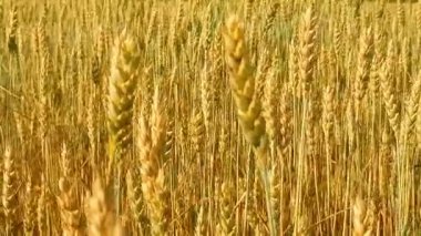 Rüzgarda savrulan altın buğday tarlası. Gün batımında olgunlaşmış tahılların yakın plan çekimi. Tarım kavramı.