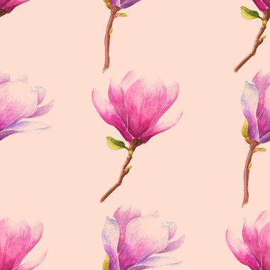 El yapımı suluboya manolya ya da pembe çiçekli lale ağacı dalı. Romantik pastel pembe arka plan.