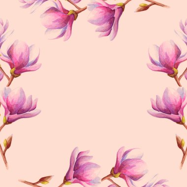 Manolya ya da pembe çiçekli lale dalının elle çizilmiş suluboya çizimi. Romantik pastel pembe arka plan. Bahar çiçeği çerçevesi.