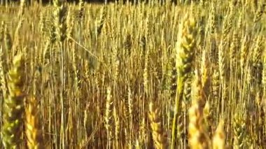 Rüzgarda savrulan altın buğday tarlası. Gün batımında olgunlaşmış tahılların yakın plan çekimi. Tarım kavramı.