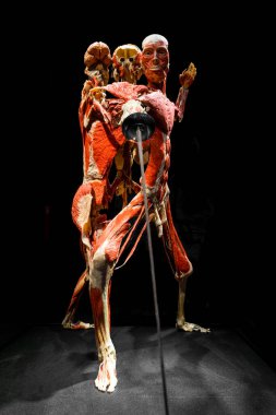 MOSCOW, RUSSIA - MAYIS 05, 2021: Kaplanmış cesetlerin sergilendiği ünlü anatomi sergisi Vücut Dünyaları. İnsan figürünün bir eskrimci gibi görünümü.