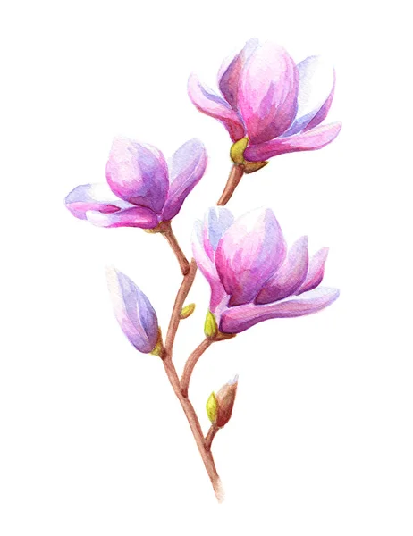 Magnolia Acquerello Disegnato Mano — Foto Stock