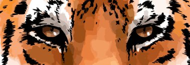 Tiger eyes colored vector portrait illustration. Wild cat head close-up detailed drawing. Majestic predator bengal art.