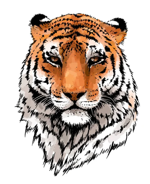 Tiger Vector Portrait Illustration 고양이 자세히 그리기 고립되어 뛰어난 동물인 — 스톡 벡터