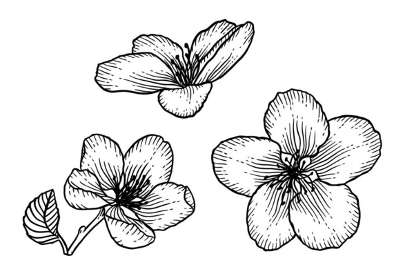 Virágzó Almafa Virágok Szett Fekete Fehér Vázlat Vektor Illusztráció Elszigetelt — Stock Vector