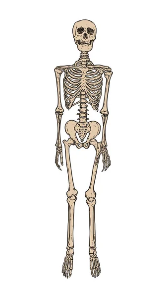 Mänskliga Skelett Står Isolerade Över Vit Bakgrund Framifrån Handritad Vektor — Stock vektor