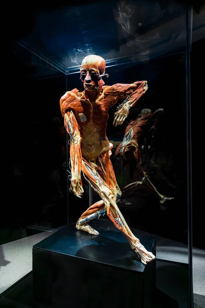 モスクワ ロシア 2021年5月5日 有名な解剖学的展示体の世界が展示されています 医療機器を示す人物像の見方 — ストック写真