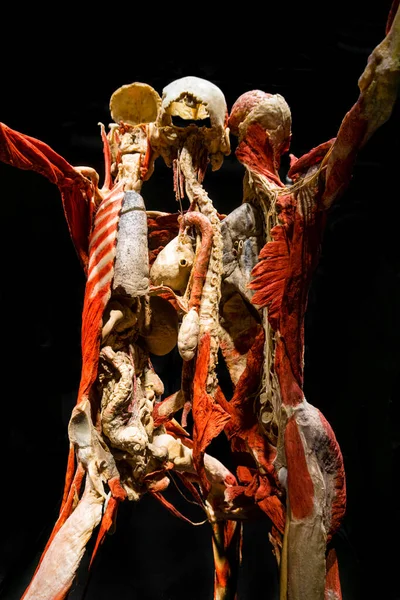 モスクワ ロシア 2021年5月5日 有名な解剖学的展示体の世界が展示されています フェンサーとしての人間像 — ストック写真