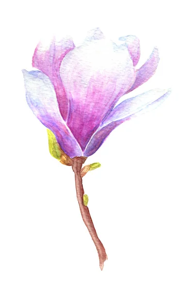 Hand Dras Akvarell Illustration Magnolia Rosa Blomma Isolerad Över Vit — Stockfoto