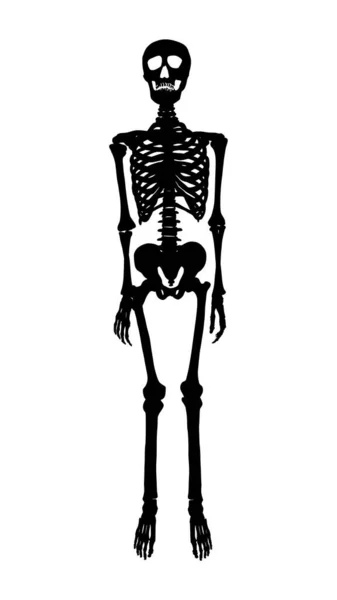 黑色的人体骨骼轮廓孤立地站在白色的背景上 手绘矢量解剖学绘图 哥特式插图印刷品设计 — 图库矢量图片