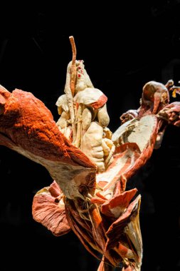 MOSCOW, RUSSIA - MAYIS 05, 2021: Kaplanmış cesetlerin sergilendiği ünlü anatomi sergisi Vücut Dünyaları. İnsan kaslarının görüntüsü.