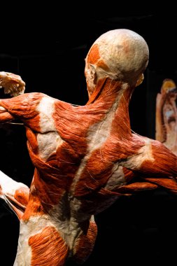 MOSCOW, RUSSIA - MAYIS 05, 2021: Kaplanmış cesetlerin sergilendiği ünlü anatomi sergisi Vücut Dünyaları. İnsan kaslarının görüntüsü.