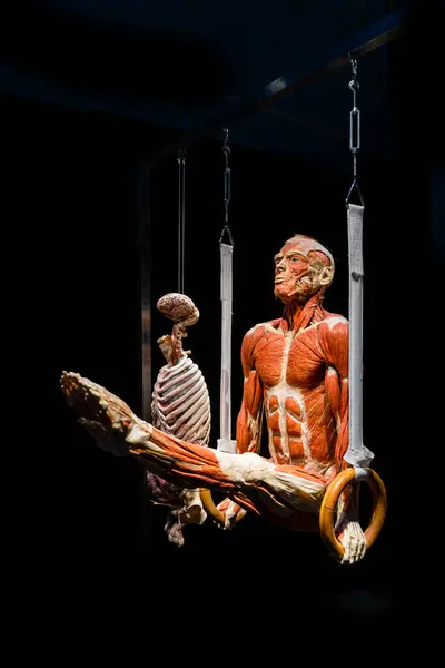 Moskva Rusko Květen 2021 Slavná Anatomická Výstava Tělesné Světy Kde — Stock fotografie