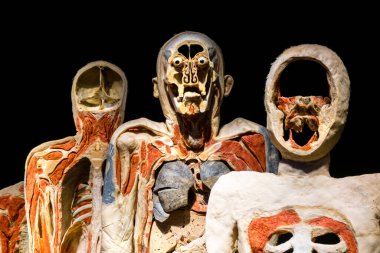 MOSCOW, RUSSIA - MAY 05, 2021: Famous anatomy exhibition Body Worlds where plastinated bodies are exhibited. View of human figure sectioned.