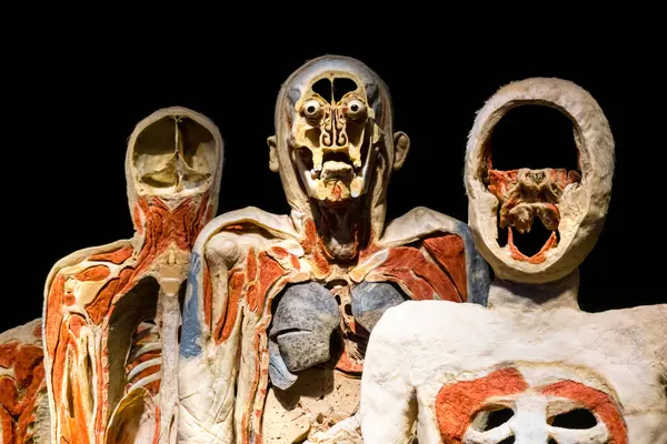 Moscow Russia May 2021 Famous Anatomy Exhibition Body Worlds Plastinated — 스톡 사진