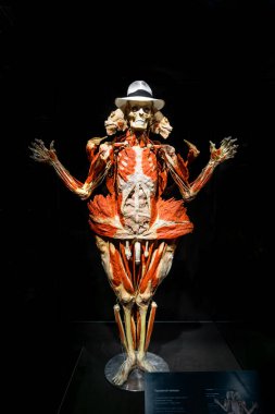 MOSCOW, RUSSIA - MAYIS 05, 2021: Kaplanmış cesetlerin sergilendiği ünlü anatomi sergisi Vücut Dünyaları. Kaslı, ayakta duran insan figürünün görüntüsü.