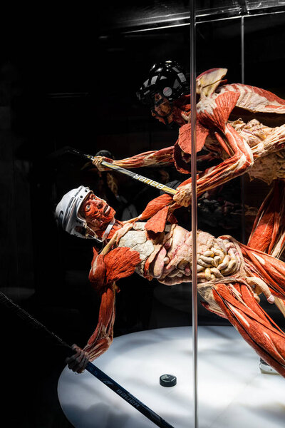 MOSCOW, RUSSIA - MAY 05, 2021: Famous anatomy exhibition Body Worlds. View of human hockey player figure.