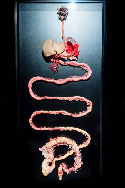 Moskau Russland Mai 2021 Berühmte Anatomie Ausstellung Körperwelten Denen Plastinierte — Stockfoto