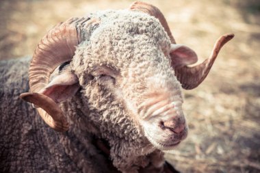 Merino koyunu, koç, bahçede dinleniyor..