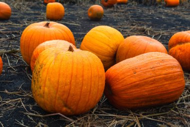 Balkabağı tarlası. Çiftlikteki Cadılar Bayramı balkabakları. Şükran Günü 'nde sonbaharda organik sebze yetiştiriciliği. Ekim 'de hasat mevsimi.