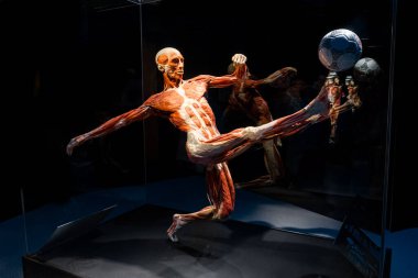 Moscow, Russia - May 05, 2021: Famous anatomy exhibition Body Worlds where plastinated bodies are exhibited. View of human soccer player figure.