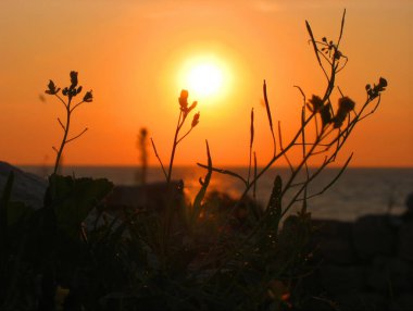 Sakin bir günbatımı, kır çiçekleri ufka karşı zarif bir siluet oluştururken ılık bir parıltı saçar. Canlı turuncu gökyüzü doğanın güzelliğini ve sükunetini yansıtıyor..