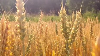 Rüzgarda savrulan altın buğday tarlası. Gün batımında olgunlaşmış tahılların yakın plan çekimi. Tarım kavramı.