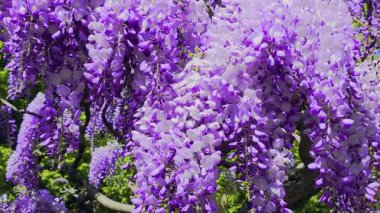 Violet Wisteria Çiçekleri Violet Wisteria Çiçekleri Bir Bahar Günü Doğal Güneş Işığında Çiçek Açar