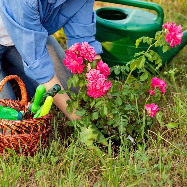 Γυναίκα Κηπουρός Φυτεύει Ένα Δενδρύλλιο Από Κόκκινο Τριαντάφυλλο — Φωτογραφία Αρχείου