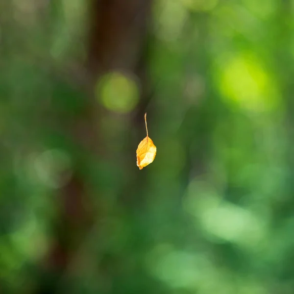 Dried Yellow Leaf Hanging Air Spider Web — Stok fotoğraf