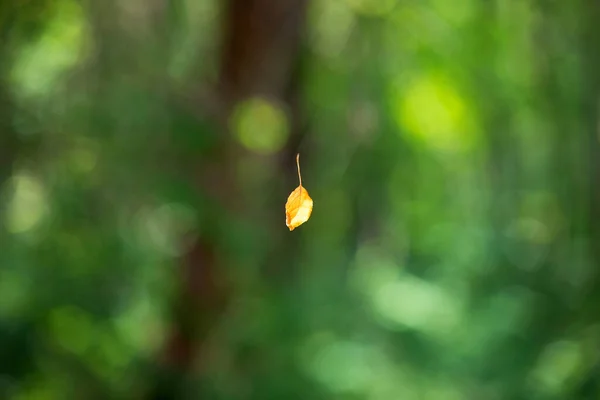 Torkat Gult Löv Hängande Luften Spindelns Nät — Stockfoto