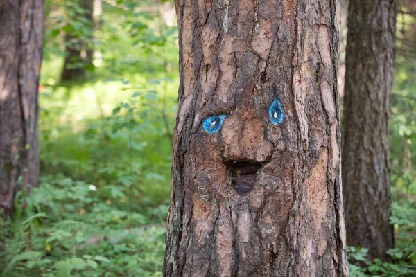Smiling Trunk Pine Tree Spirit Forest — Stock Photo, Image