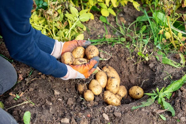 Las Manos Indvidual Con Patatas Cosechadas Agricultor Jardín —  Fotos de Stock