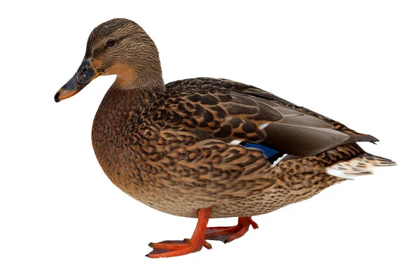 Female Duck Isolated White Background — Stock Photo, Image