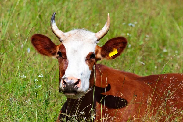 Vaca Que Põe Grama Verde — Fotografia de Stock