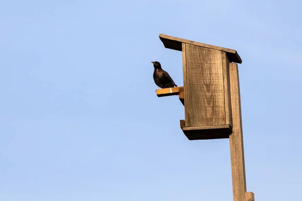 Starling Sitter Fågelholk Mot Blå Himmel — Stockfoto