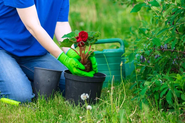 女手戴着绿色手套在花园里种花 — 图库照片
