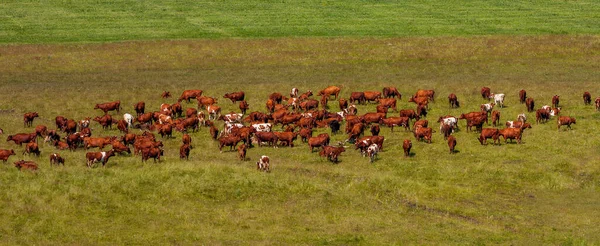 Manada Vacas Pastando Prado Verde — Fotografia de Stock