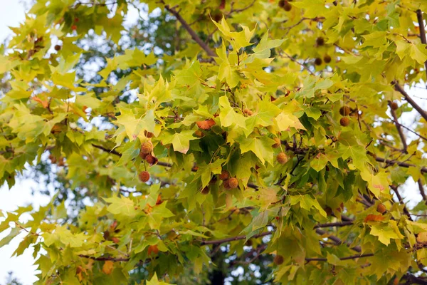 Vaahtera Puu Keltainen Vihreä Lehdet Syksyllä Lähikuva — kuvapankkivalokuva