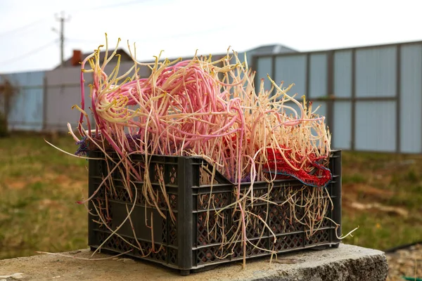 Plastic Box Lot Potato Sprouts Garden — Stock Photo, Image