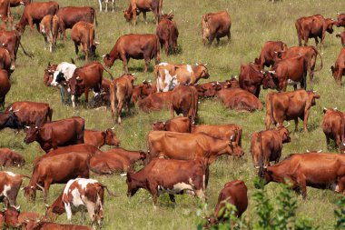 Herd of cows grazing on a green meadow in the summer clipart