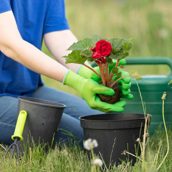 Gardening. Female hands in green gloves planting a flower in the garden