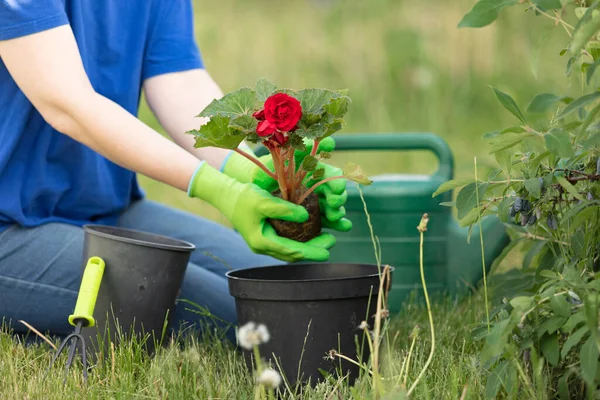 Gardening. Female hands in green gloves planting a flower in the garden
