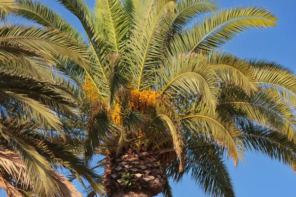 Palm Tree Berries Blue Sky Close — Stock Photo, Image