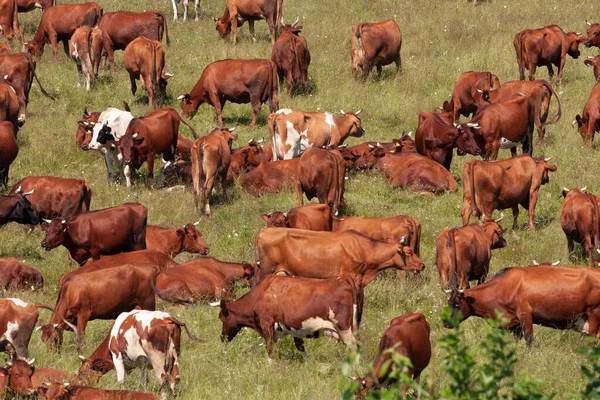 夏天成群的奶牛在绿色的草地上吃草 — 图库照片