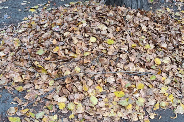 市内公園の地面に落ちた葉 秋の背景 — ストック写真