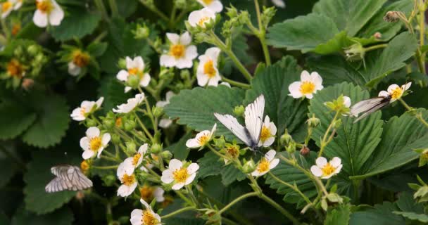 Πεταλούδα Στο Λουλούδι Φράουλα Στον Κήπο Επιλεκτική Εστίαση — Αρχείο Βίντεο